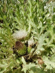Cirsium tioganum