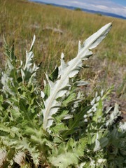 Cirsium tioganum