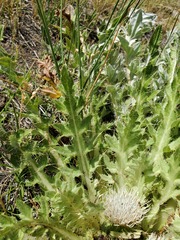 Cirsium tioganum