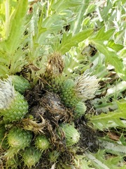 Cirsium tioganum