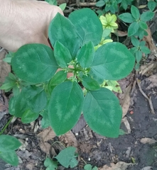 Euphorbia graminea