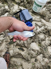 Hiodon alosoides