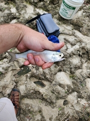 Hiodon alosoides