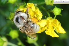 Bombus picipes