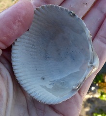 Dallocardia quadragenaria