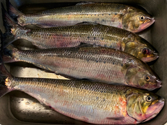 Alosa sapidissima