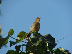 Cisticola erythrops