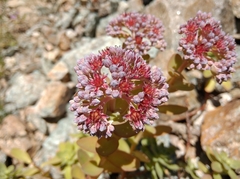 Hylotelephium anacampseros