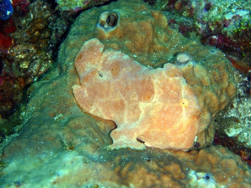 Giant Frogfish — seen at this dive site
