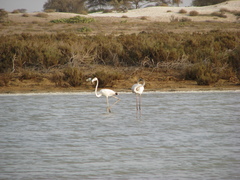 Phoenicopterus roseus