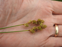 Carex adusta