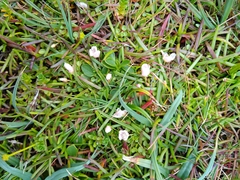 Lysimachia tenella