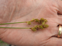 Carex adusta