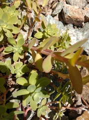 Hylotelephium anacampseros