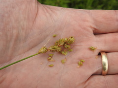 Carex adusta