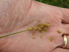 Carex adusta