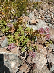 Hylotelephium anacampseros