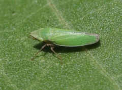 Draeculacephala minerva