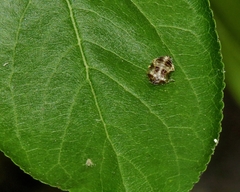 Psyllobora vigintimaculata