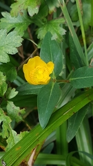 Angiospermae
