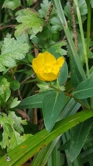 Angiospermae