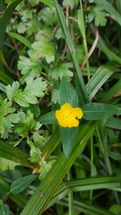 Angiospermae