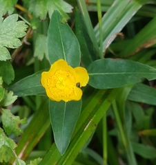 Angiospermae