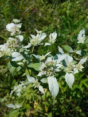 Pycnanthemum albescens