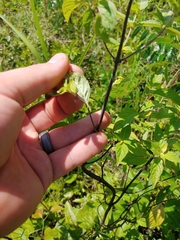Pycnanthemum albescens