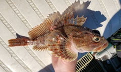 Hemilepidotus hemilepidotus