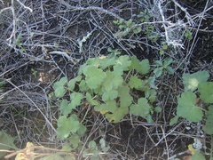 Pelargonium odoratissimum
