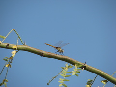 Urothemis edwardsii
