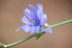 Cichorium intybus