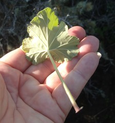 Pelargonium odoratissimum