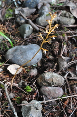 Corallorhiza maculata occidentalis