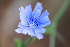 Cichorium intybus
