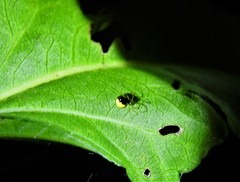 Theridula