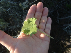 Pelargonium odoratissimum