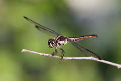 Libellula axilena