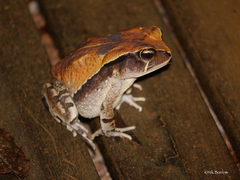 Sclerophrys brauni