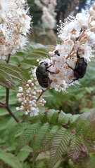 Protaetia cuprea