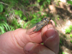 Cicadetta montana
