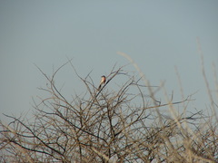 Rhodophoneus cruentus