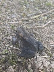 Anaxyrus americanus