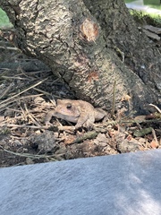 Anaxyrus americanus