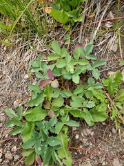 Fragaria virginiana glauca