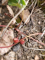 Fragaria virginiana glauca