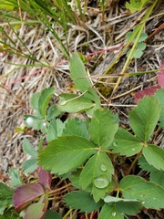 Fragaria virginiana glauca
