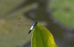 Brachydiplax farinosa