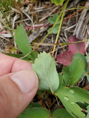 Fragaria virginiana glauca
